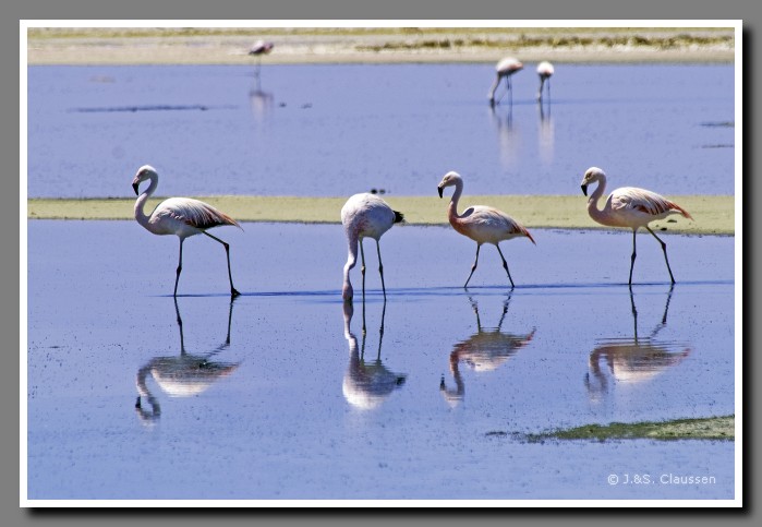 039_JC_Salar_de_Atacama_5001