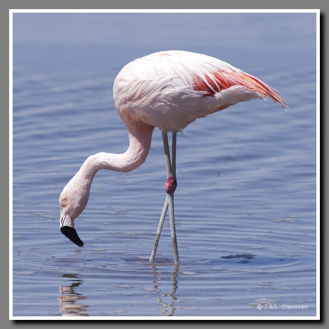 040_JC_Salar_de_Atacama_4954