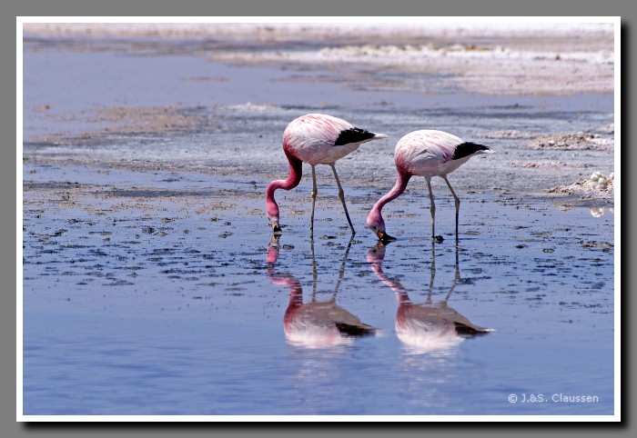 041_JC_Salar_de_Atacama_4968