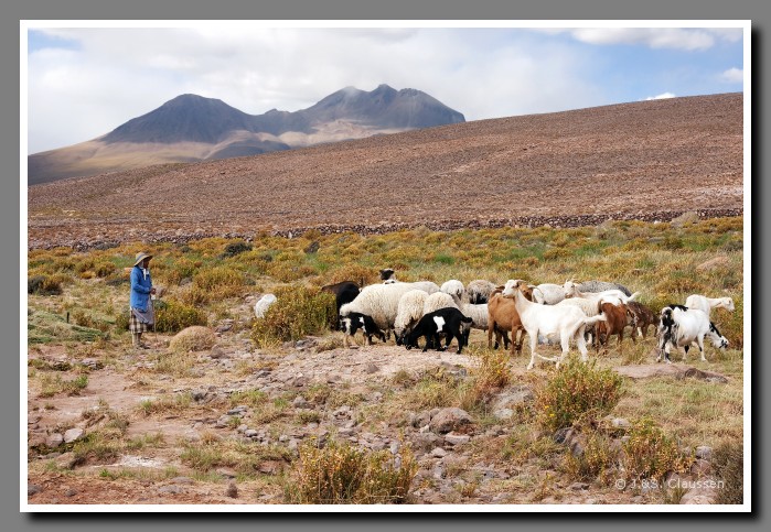 051_SC_Hirtin_im_Altiplano_ 00290
