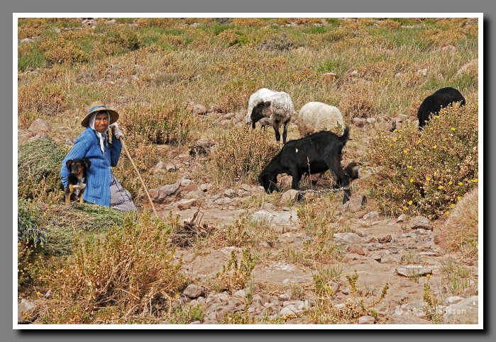 052_SC_Hirtin_im_Altiplano_00286