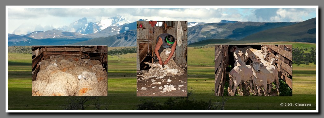 49_SC_Schafschur_vorher&nachher