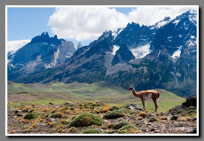 05_SC_Guanaco_Torres_del_Paine_0951