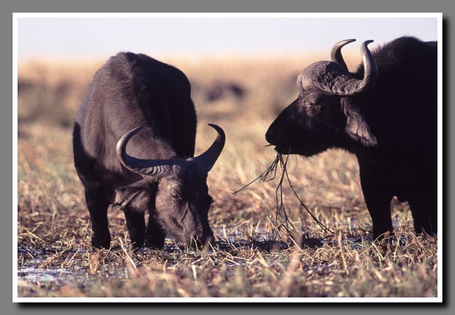Chobe-025