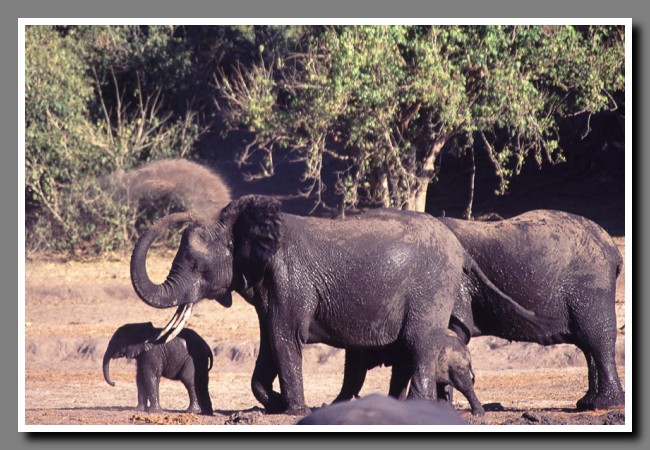 Chobe-033