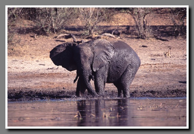 Chobe-034