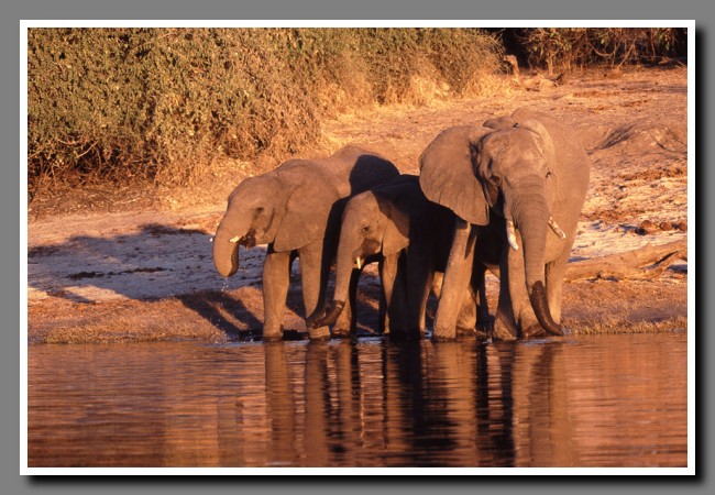Chobe-037