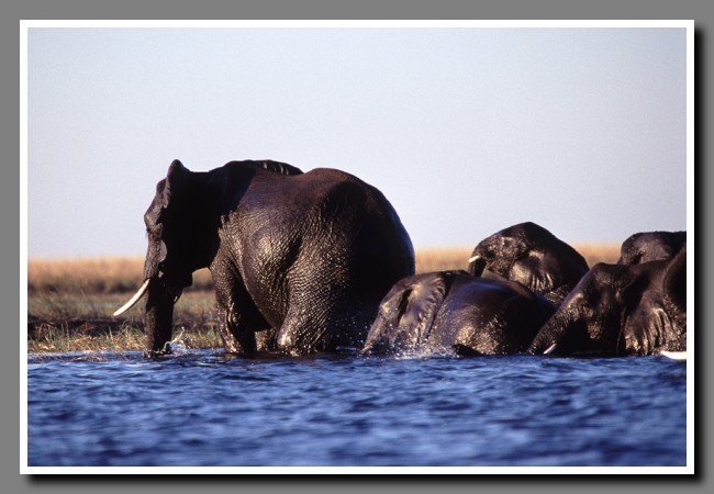 Chobe-043