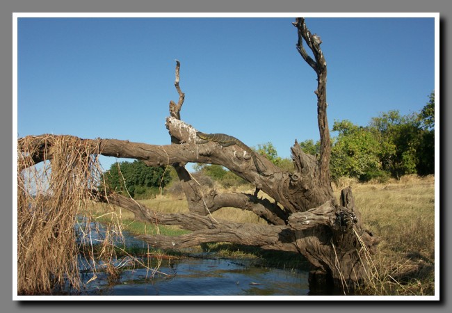 Chobe-044