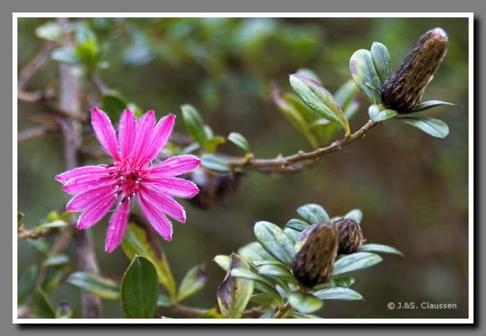 026_J_Papallacta1666