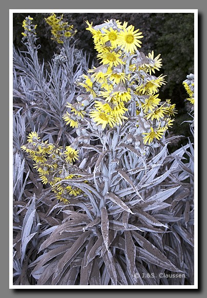 067_J_Vulkanasche_auf_Blume1852