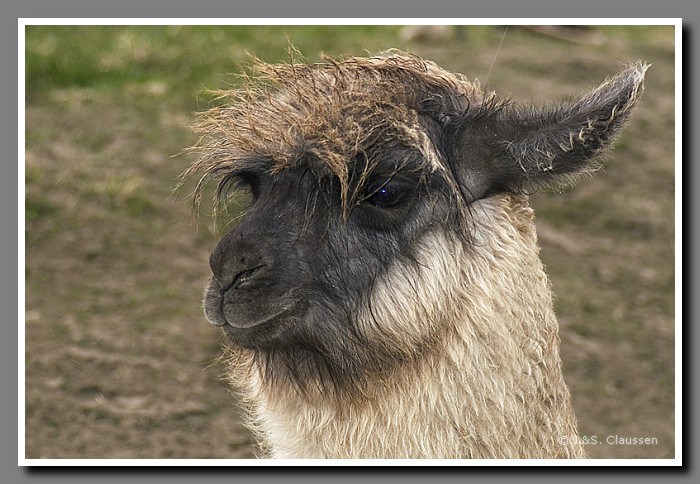 070_J_Lama_am_Gleis1855