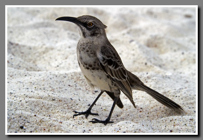 013_S_Espanola_Spottdrossel1412