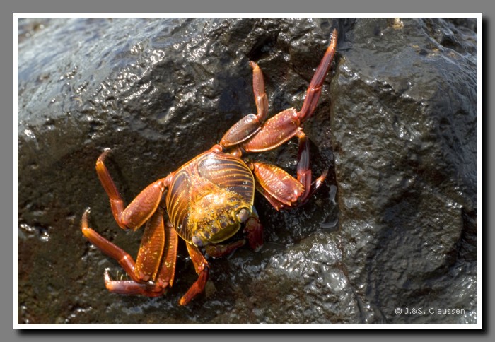 016_S_Espanola-Krabbe1436