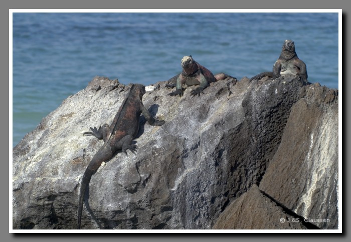 019_S_Espanola-Meerechsen1461