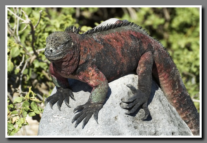 021_S_Espanola_Echse1469