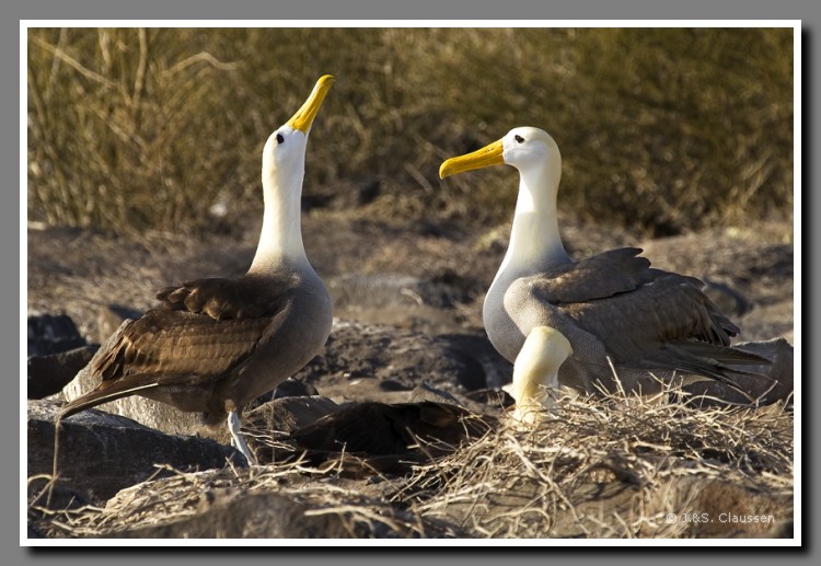 024_J_Espanola_Albatros2360