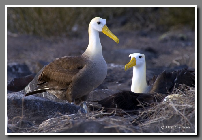 026_J_Espanola_Albatros2367