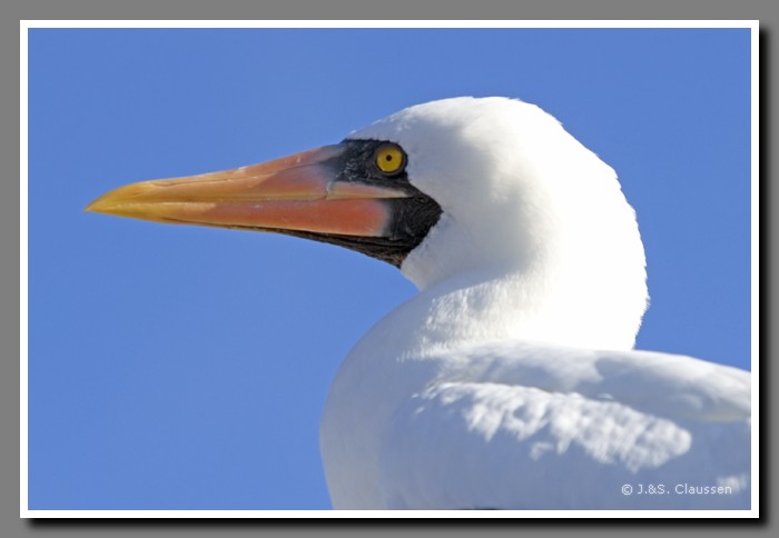 031_J_Espanola_Toelpelkopf2330