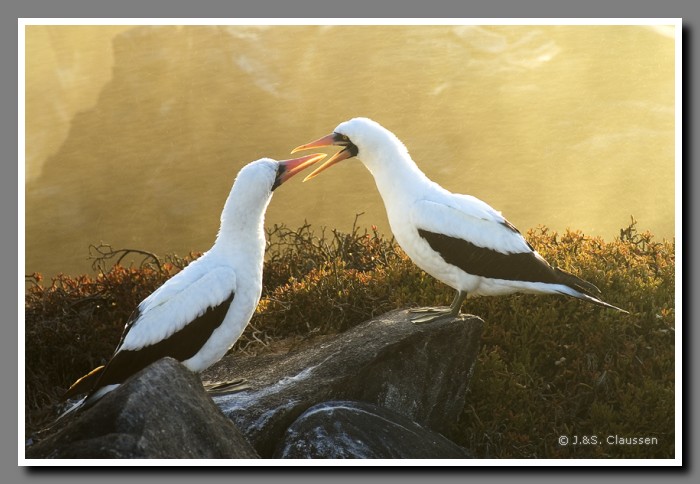 035_J_Espanola_Toelpel2401