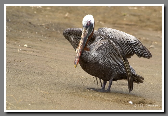 038_S_Floreana_Pelikan1521