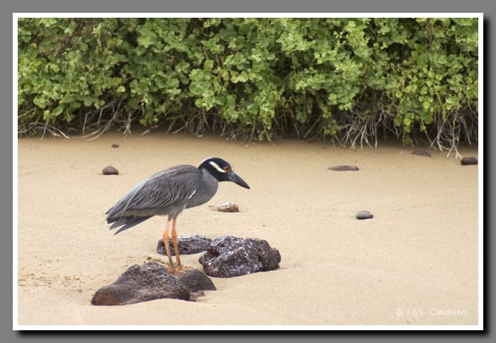 041_J_Floreana_Reiher2416