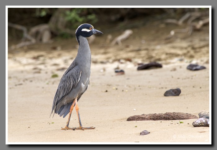 042_J_Floreana_Reiher2419