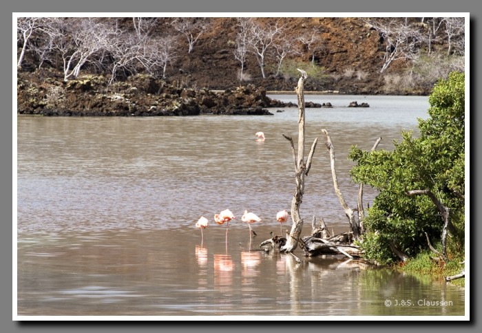 045_J_Floreana_Flamingos2453