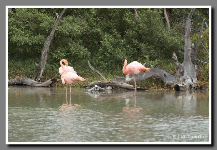 046_S_Floreana_Flamingos1551
