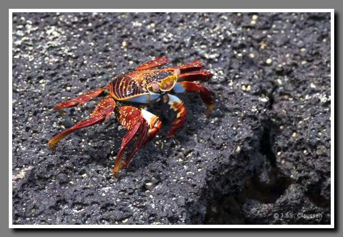 052_J_Floreana_Krabbe2474