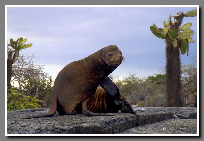 055_J_Floreana_Seeloewe2505