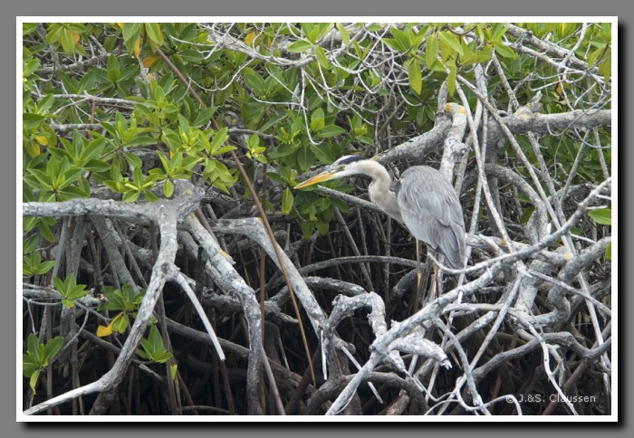 058_S_Floreana_Reiher1613