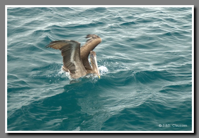 060_J_Floreana_Pelikan2486