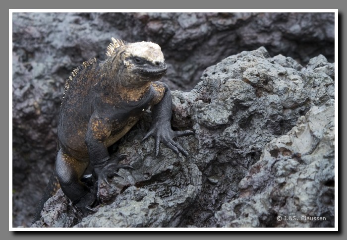 067_S_Tintoreras_Echse1703