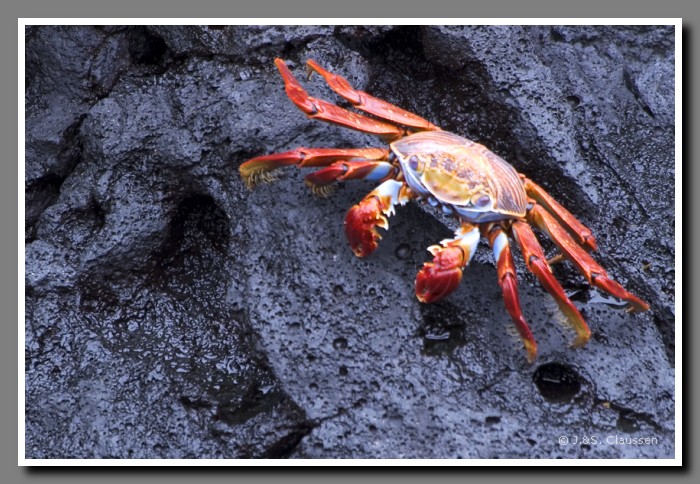 068_S_Tintoreras_Krabbe1657