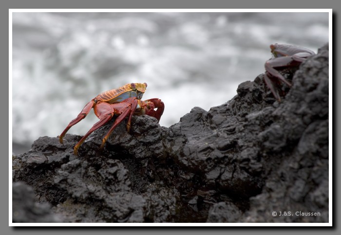 072_J_Tintoreras_Krabbe2605