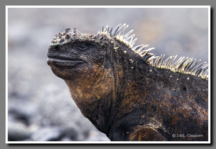 074_J_Tintoreras_Echse2589