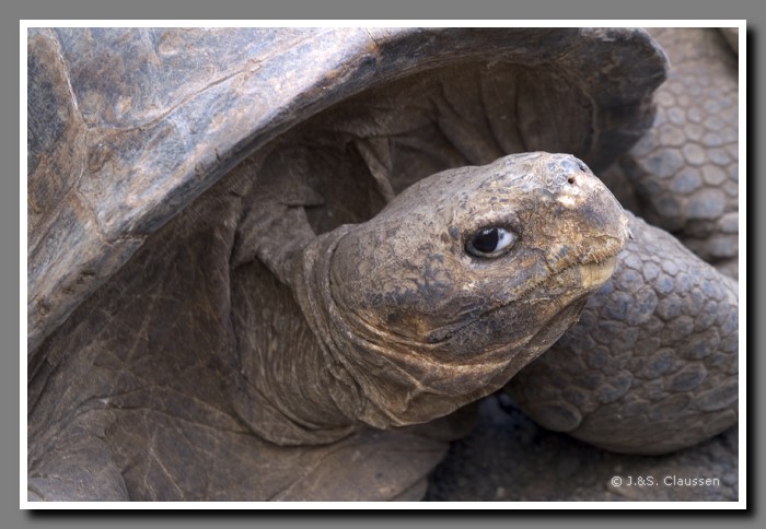 076_S_Isabela_Schildkroete1740