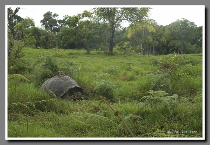 087_S_Santa_Cruz_Schildkroete1801