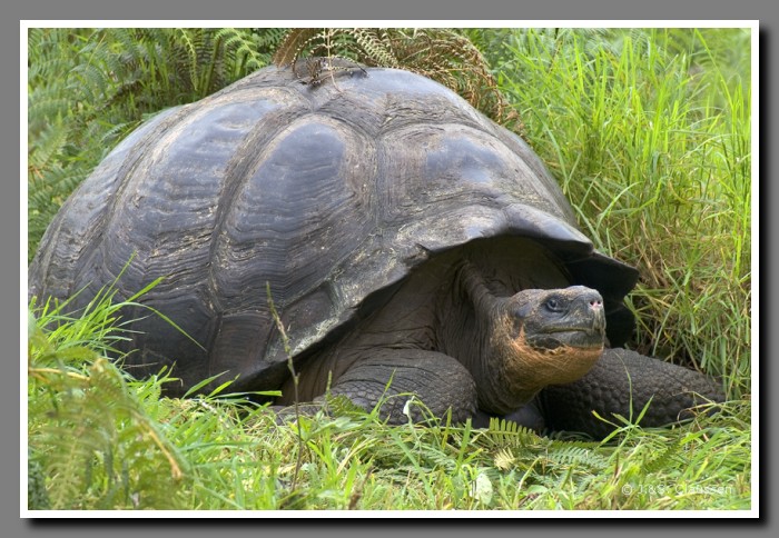 088_J_Riesenschildkroete2749