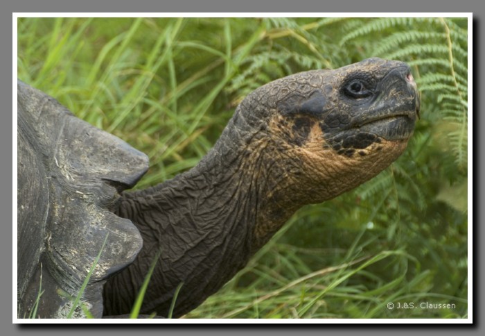 089_S_Schildkroete_Santa_Cruz1815