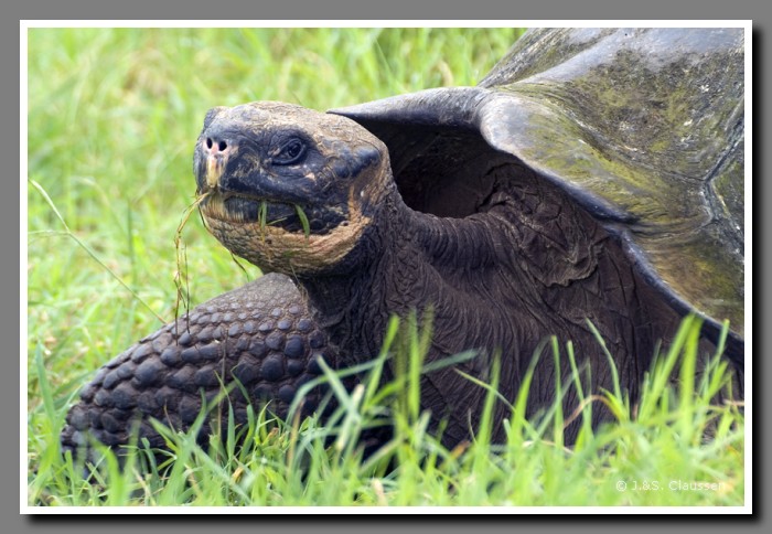 090_S_Schildkroete_Santa_Cruz1817