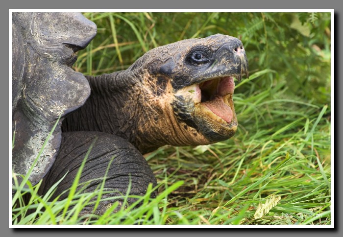 091_J_Schildkroete2778