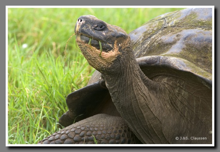 092_J_Schildkroete2788