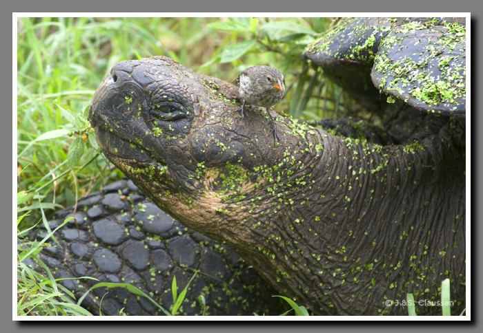 095_J_Schildkroete2801