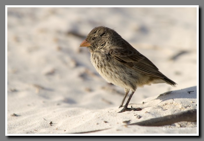 098_J_Fink_Bahia_Tortuga2871