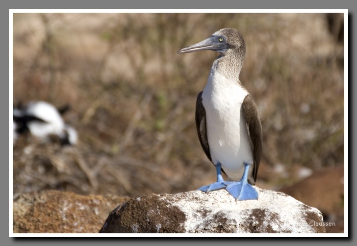 106_J_Seymour_Toelpel3037