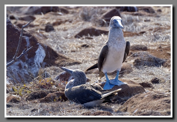 108_S_Seymour_Toelpel1952