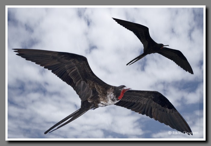 116_J_Seymour_Fregattvoegel