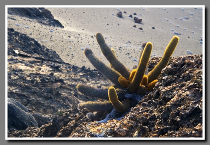 119_S_Bartolome_Kaktus2034